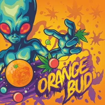 Preview: SIN TETRA | Orange Bud